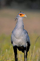 Secretary bird {Sagittarius serpentarius} Kgalagadi Transfrontier park, South-Africa