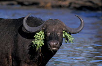 Buffalo {Syncerus caffer} female. Sabi sand game reserve, South Africa.