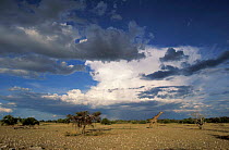 Giraffe {Giraffa camelopardis}. Etosha NP, Namibia.