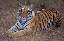 Juvenile Bengal tiger {Panthera tigris tigris} Bandhavgarh NP, Madhya Pradesh, India