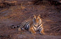 Bengal tiger {Panthera tigris tigris} Bandhavgarh NP, Madhya Pradesh, India