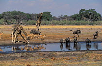 Giraffe, blue wildebeest & impala at Khwai river, Botswana, South-Africa.