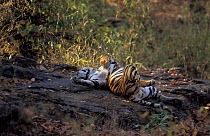 Bengal tiger relaxing on back {Panthera tigris tigris} Bandhavgarh NP, Madhya Pradesh,