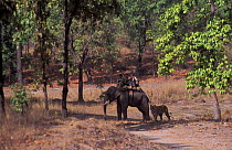 Tourists on elephant watching Bengal tiger {Panthera tigris tigris} Bandhavgarh NP, India