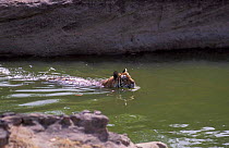 Bengal tiger swimming {Panthera tigris tigris} Bandhavgarh NP, Madhya Pradesh, India