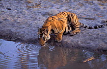Bengal tiger drinking {Panthera tigris tigris} Bandhavgarh NP, Madhya Pradesh, India
