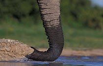 African elephant {Loxodonta africana}. Close-up of trunk expelling water. Botswana.