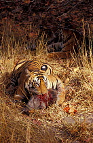 Bengal tiger feeding on wild boar prey {Panthera tigris tigris} Bandhavgarh NP, Madhya