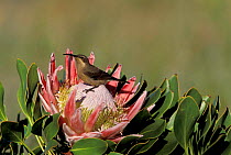 Yellow tufted malachite sunbird {Nectarinia famosa} female. Tswalu Kalahari reserve S Africa