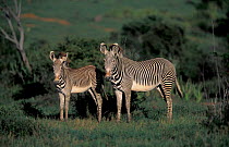 Grevy's zebra {Equus grevyi}. Laikapia, Kenya, East-Africa.