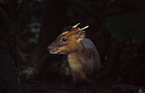 Male Formosan reeve's muntjac deer {Muntiacus reevesi micrurus} Taiwan, endemic