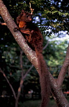 Red giant flying squirrel {Petaurista petaurista} Taiwan