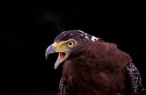 Crested serpent eagle calling {Spilornis cheela} Taiwan