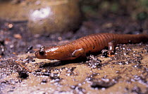 Arisan's salamander {Hynobius arisanensis} high altitude, Taiwan, endemic