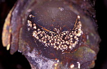Eiffinger's treefrog male guarding eggs in bamboo stump {Chirixalus eiffingeri} Taiwan,