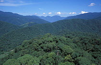 Mid elevation forests, Fu-shan, Taiwan