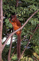 Red giant flying squirrel feeding on leaves {Petaurista petaurista} Taiwan