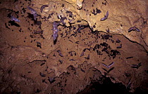 Trinidadian funnel-eared bats {Natalus tumidirostris haymani} and Greater spear nosed bats {Pyllostomus hastatus} in cave complex, Trinidad.