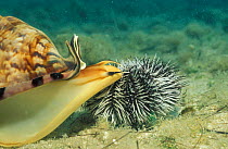 Flame / princess helmet {Cassis flammea} predating sea urchin Virgin Is, Caribbean
