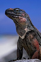 Allen's cay rock iguana {Cyclura cychlura inornata} Bahamas