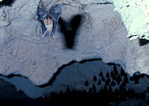 {Microchiroptera} bat flying from cave, Bahamas