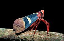 Lanternfly {Scamandra thetis} Sulawesi, Indonesia