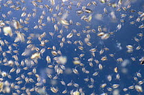Common water fleas {Daphnia pulex} Germany