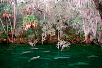 Florida manatees gather near warm spring in winter {Trichchus manatus latirostris} Blue Springs SP, Florida, USA  (Non-ex).