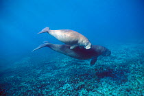 Dugong with calf {Dugong dugong} Australia  (Non-ex).