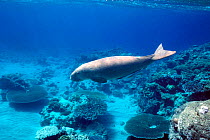Dugong with attendant remora fish  {Dugong dugong} Indo-Pacific  (Non-ex).