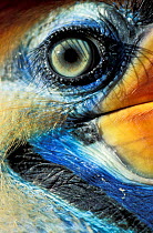 close up of eye, Sulawesi red-knobbed hornbill {Aceros / Rhyticeros cassidix} Sulawesi,