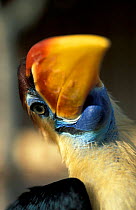 Sulawesi red-knobbed hornbill {Aceros / Rhyticeros cassidix} Sulawesi, Indonesia