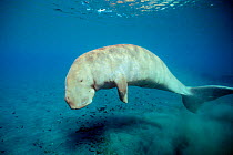 Dugong underwater {Dugong dugong} Indo-Pacific  (Non-ex).