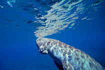 Dugong surfacing to breathe {Dugong dugong} Indo Pacific  (Non-ex).