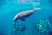 Dugong swimming {Dugong dugong} Indo-Pacific  (Non-ex).