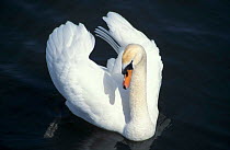 Mute swan {Cygnus olor} on water, Republic of Ireland.