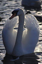 Mute swan, wings up in aggressive posture {Cygnus olor} Republic of Ireland.
