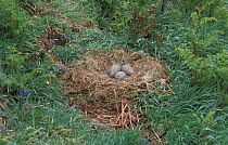 Herring gull eggs in nest {Larus argentatus} Lundy Is, Devon, UK