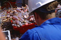 Scientist sorting out catch from benthic deepsea trawl, Republic of Ireland