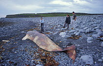 Dead beached Long finned pilot whale {Globicephala malaena} Republic of Ireland