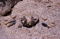 Burrowing land crab in sand, Ningaloo Marine Park, Western Australia