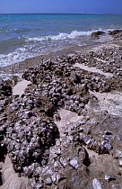 Rocky shore with stromatolites, Coral Bay, Western Australia