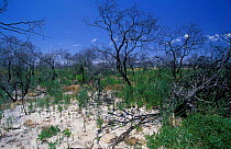 Regrowth of vegetation after bushfire, Western Australia