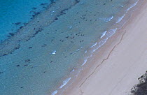 Aerial view of Ningaloo reef, Coral Bay, Western Australia with Black tip reef sharks