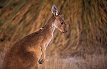 Eastern grey kangaroo {Macropus giganteus} sick with cataracts
