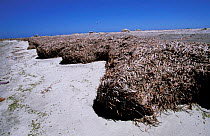 Dead seagrass at high tide mark on beach, Western Australia