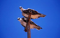 Two Ospreys on telegraph pole {Pandion haliaetus} Cape Range NP, Western Australia