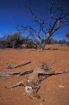 Kangaroo carcass in outback, Western Australia