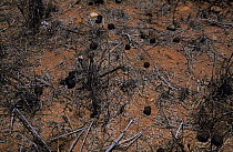 Droppings of the Eastern grey kangaroo {Macropus giganteus} Cape Range NP, Western Australia