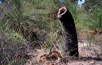 Grass tree stump {Xanthorrhoeaceae} Western Australia